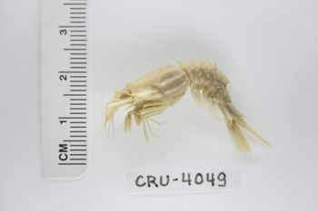 Media type: image;   Invertebrate Zoology CRU-4049 Description: Preserved specimen.;